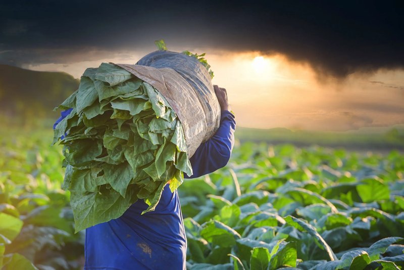 Tobacco Farmer